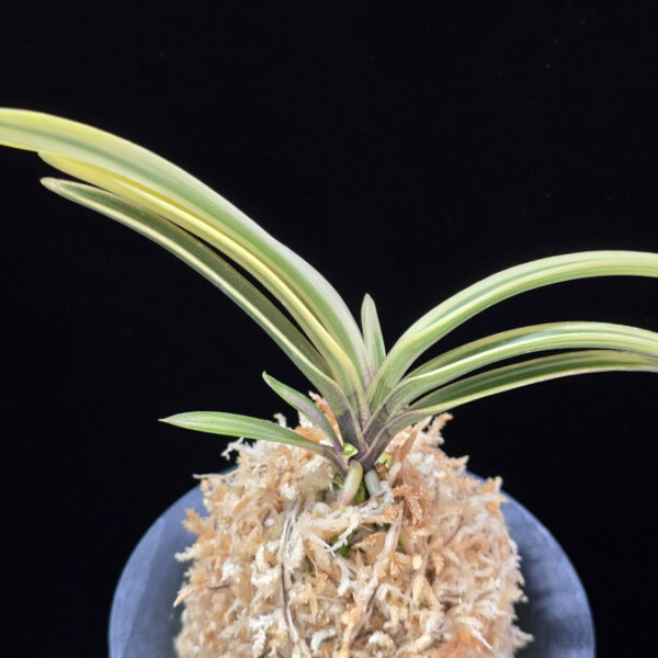 백옥루 白玉樓 Baekokru