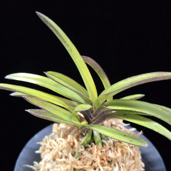 금루각복륜 金鏤閣覆輪 Kinroukaku Fukurin