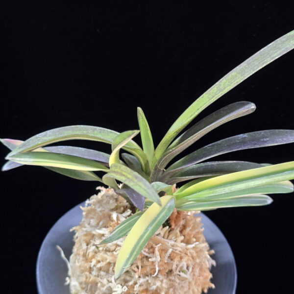 엄미호 奄美縞 Amami Shima