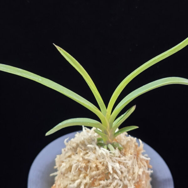 홍지연 紅池淵 Hongjiyeon (3spur)