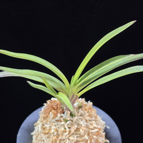 홍지연 紅池淵 Hongjiyeon (3spur)