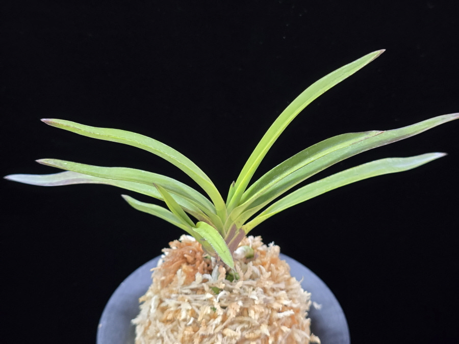 홍지연 紅池淵 Hongjiyeon (3spur) 홍지연 紅池淵 Hongjiyeon (3spur)