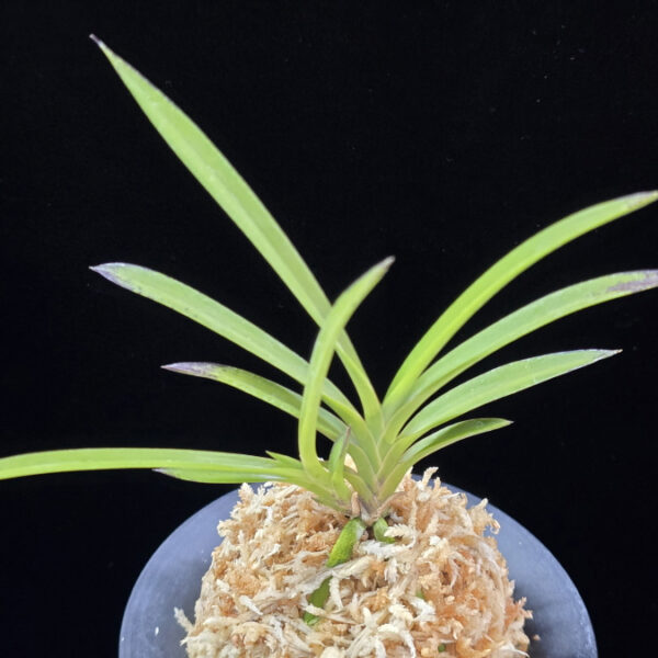 화선 花仙 Hwaseon (3spur)