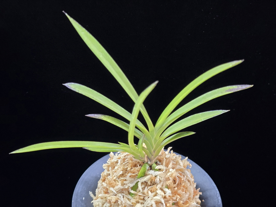 화선 花仙 Hwaseon (3spur) 화선 花仙 Hwaseon (3spur)