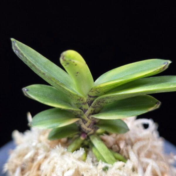 대장금 大壯錦 Daejanggeum(Daiso Nishiki)