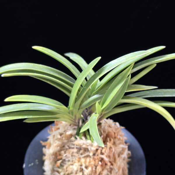 옹 翁 Okina (Ruby root)