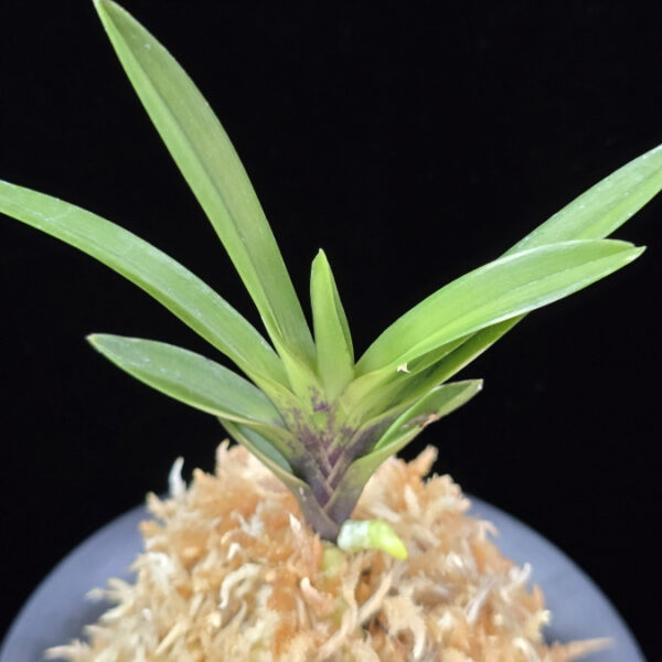 척령 鶺鴒 Sekirei