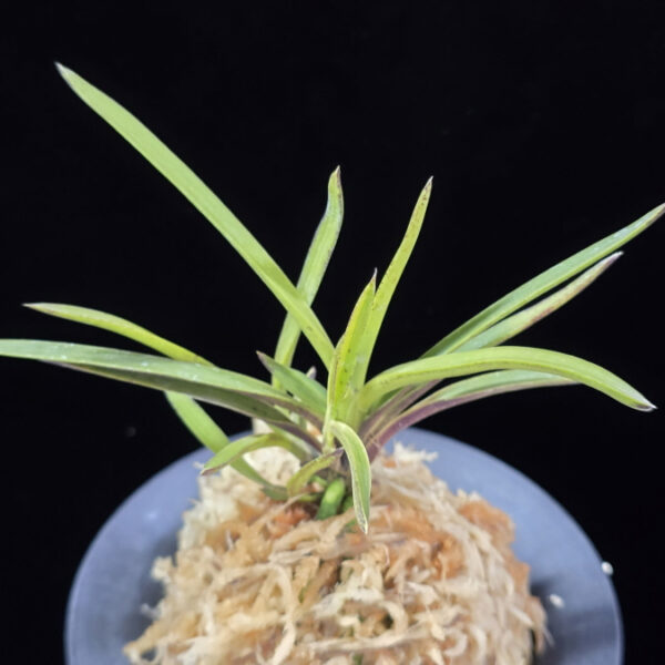 화전 花纏 Hanamatoi (3spur)