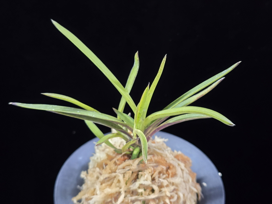 화전 花纏 Hanamatoi (3spur) 화전 花纏 Hanamatoi (3spur)