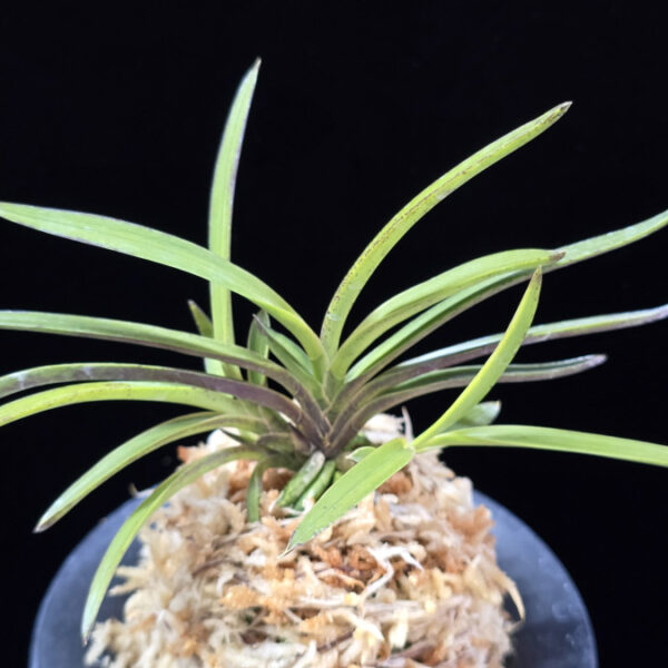 화전 花纏 Hanamatoi (3spur)