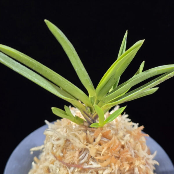 천정 天晶 Tenshou