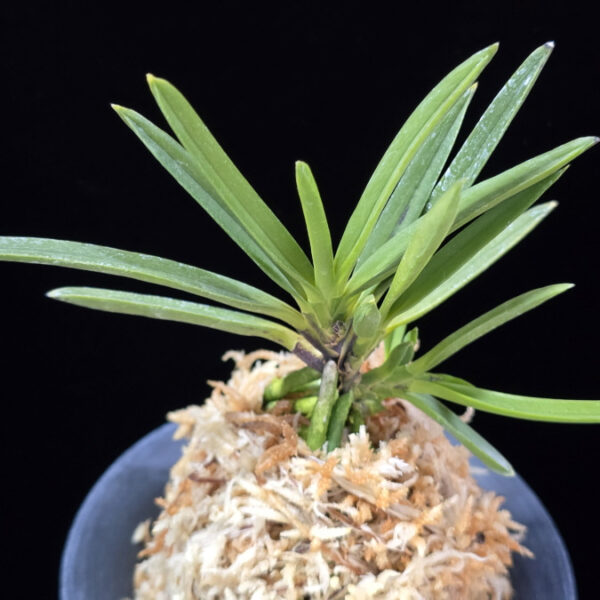 천정 天晶 Tenshou