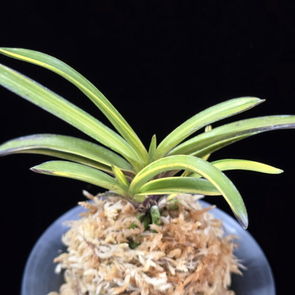 금두 金兜 Kinkabuto