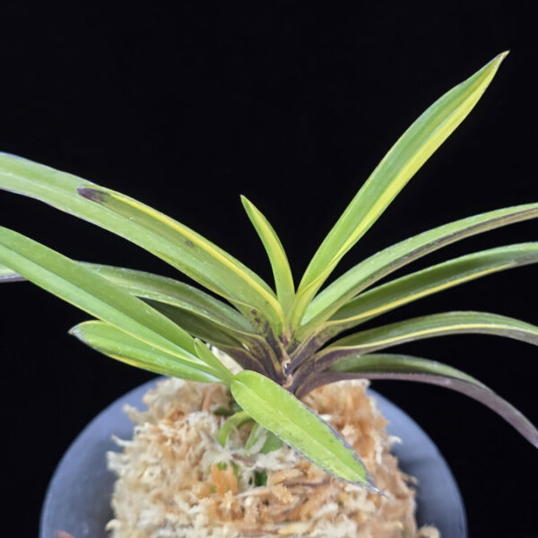 금두 金兜 Kinkabuto