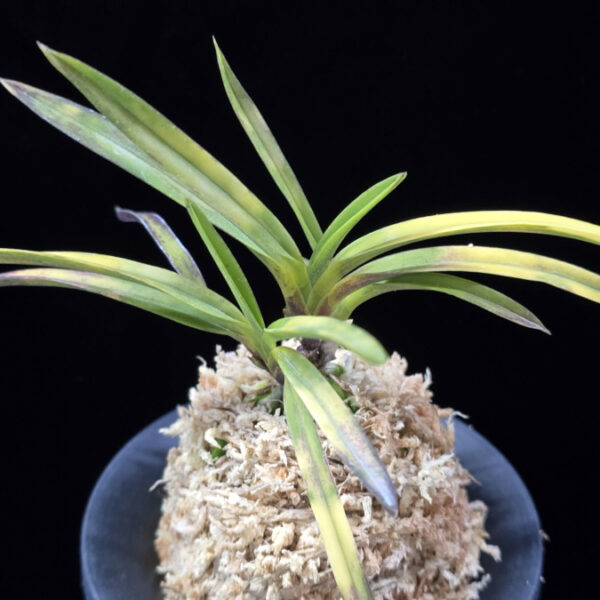 기주복호 紀州伏虎 Kishu Fukkou