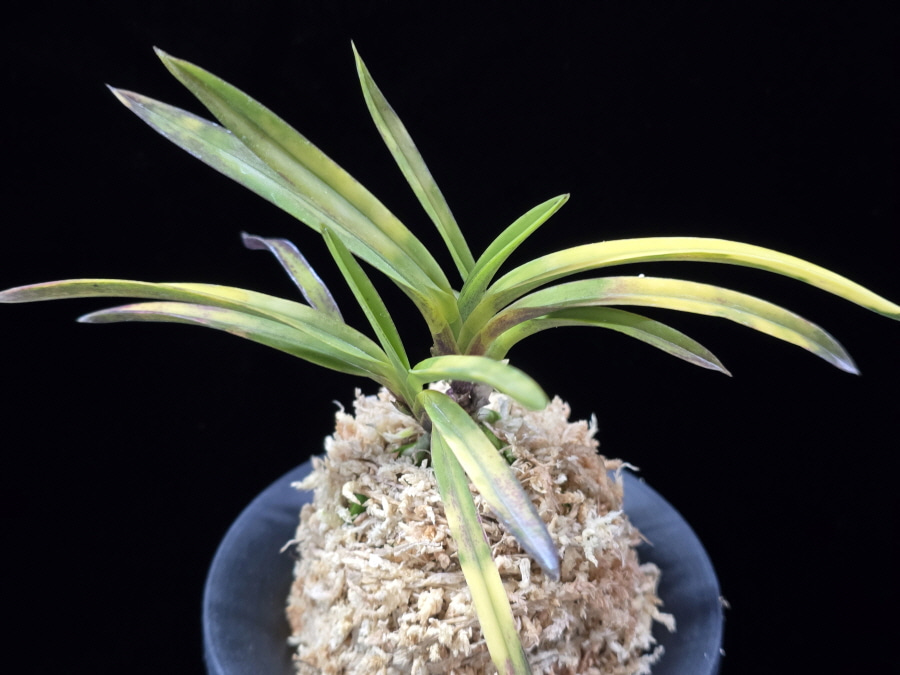 기주복호 紀州伏虎 Kishu Fukkou 기주복호 紀州伏虎 Kishu Fukkou