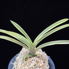 취보 翠宝 Suihou