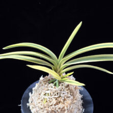 취보 翠宝 Suihou