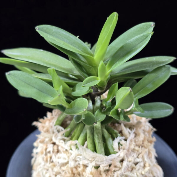 황옥 黃玉 Hwangok