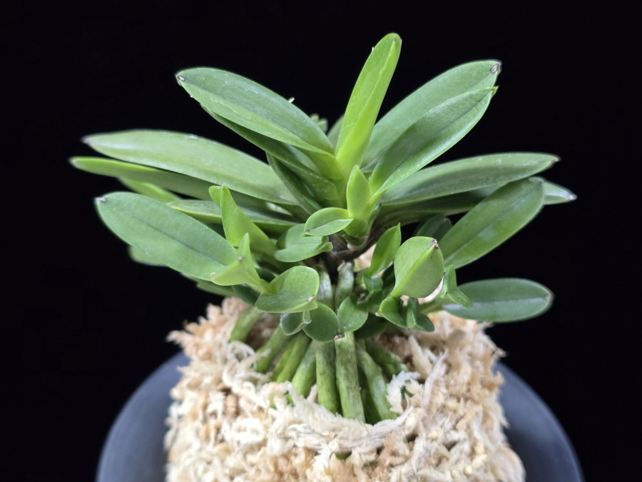 황옥 黃玉 Hwangok 황옥 黃玉 Hwangok