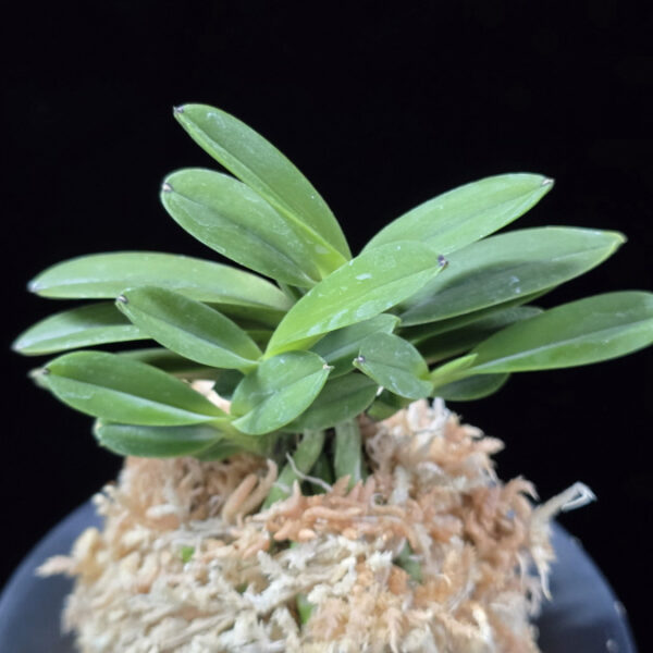 황옥 黃玉 Hwangok