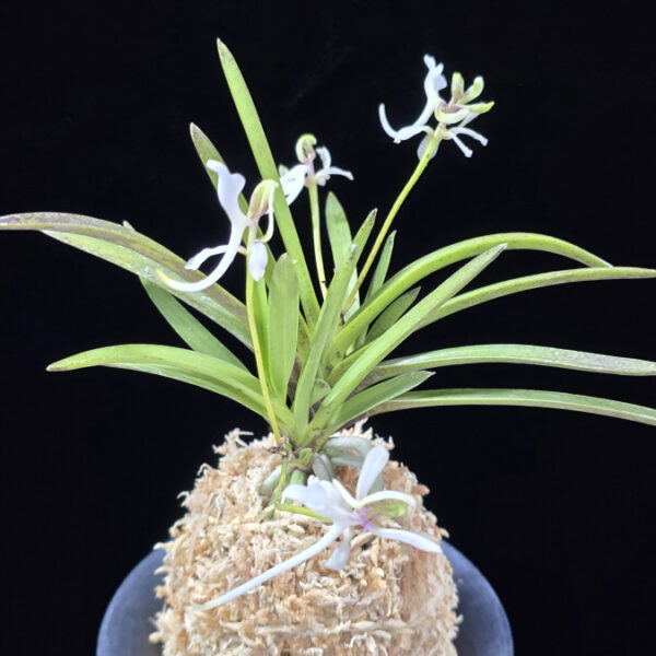 춘급전 春及殿 Shunkyuden