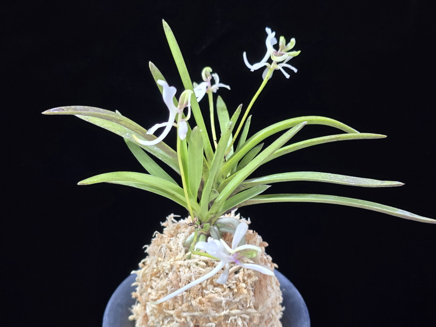 춘급전 春及殿 Shunkyuden 춘급전 春及殿 Shunkyuden