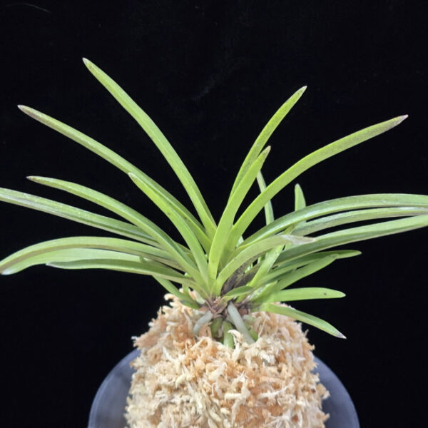 춘급전 春及殿 Shunkyuden