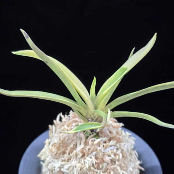 고궁 故宮 Gogung(Kokyu) (Ruby root)