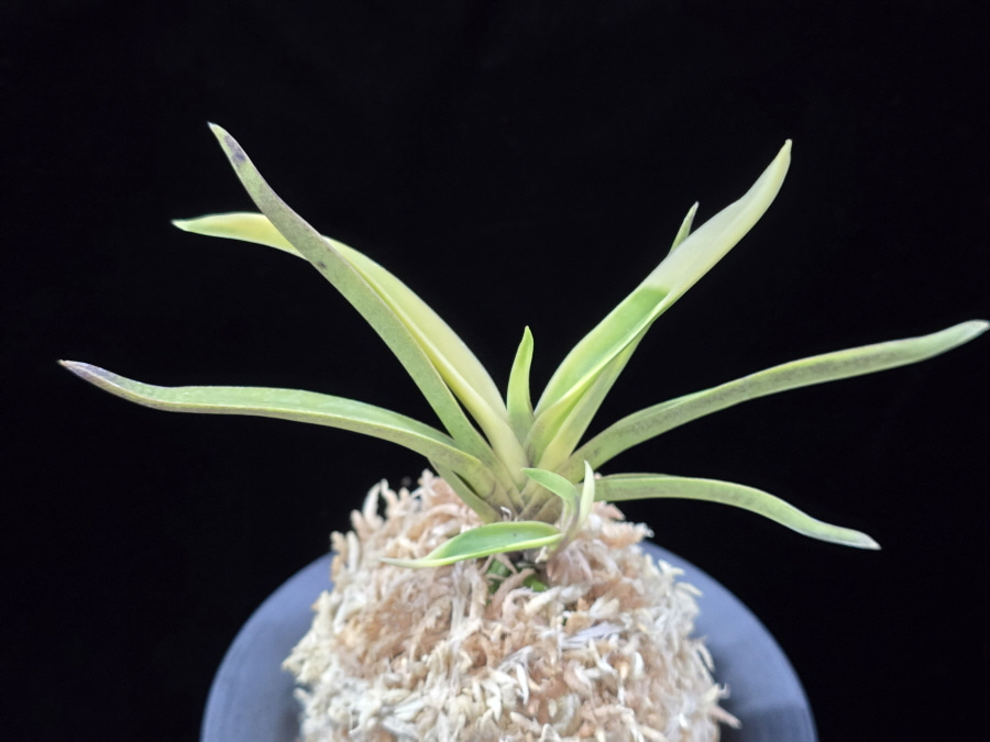 고궁 故宮 Gogung(Kokyu) (Ruby root) 고궁 故宮 Gogung(Kokyu) (Ruby root)