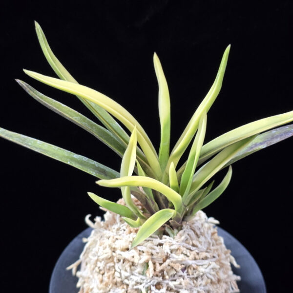 고궁 故宮 Gogung(Kokyu) (Ruby root)