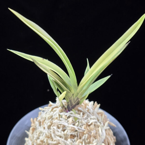 고궁 故宮 Gogung(Kokyu) (Ruby root)