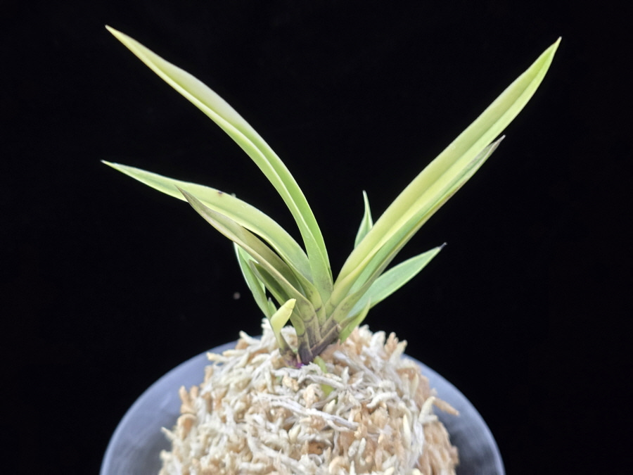 고궁 故宮 Gogung(Kokyu) (Ruby root) 고궁 故宮 Gogung(Kokyu) (Ruby root)