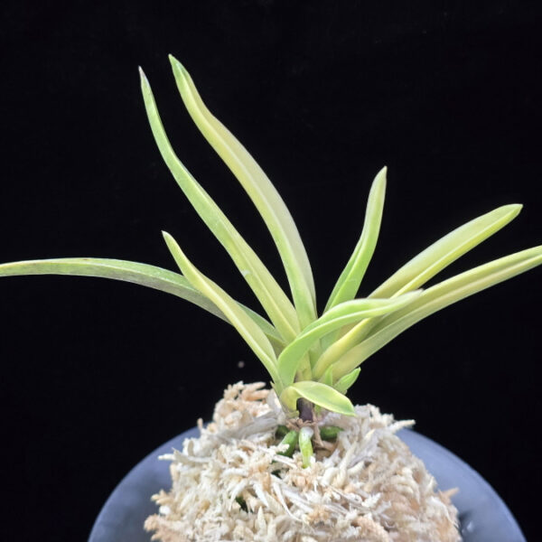 고궁 故宮 Gogung(Kokyu) (Ruby root)