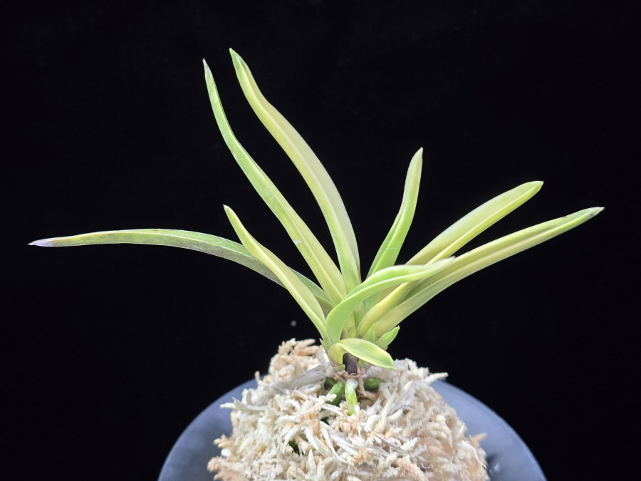 고궁 故宮 Gogung(Kokyu) (Ruby root) 고궁 故宮 Gogung(Kokyu) (Ruby root)