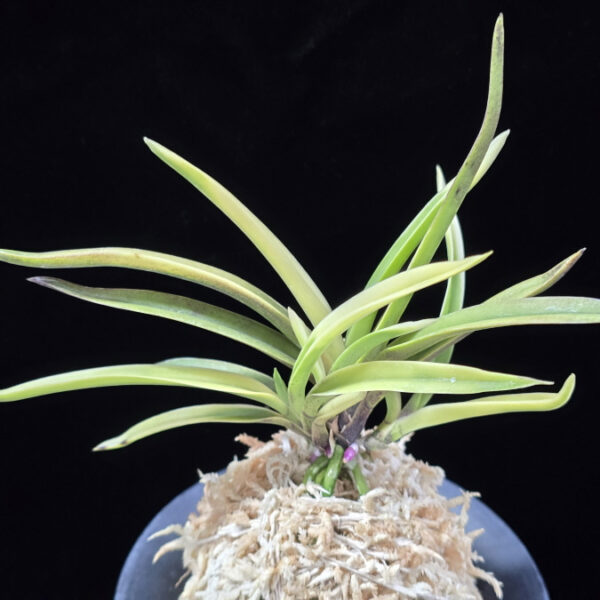 고궁 故宮 Gogung(Kokyu) (Ruby root)