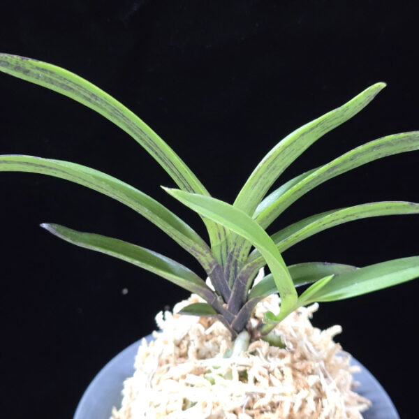 엄미묵 奄美墨 Amami Sumi