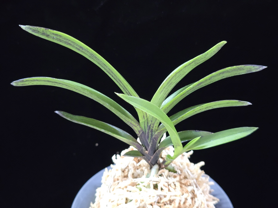 엄미묵 奄美墨 Amami Sumi 엄미묵 奄美墨 Amami Sumi