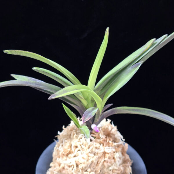 대하 大河 Daeha(Taiga) (Ruby root)