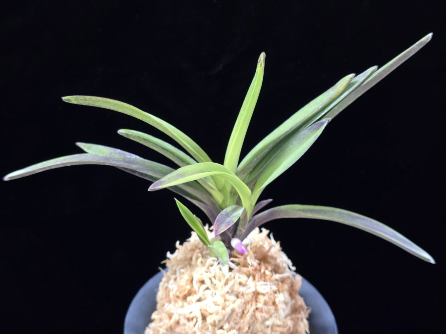 대하 大河 Daeha(Taiga) (Ruby root) 대하 大河 Daeha(Taiga) (Ruby root)