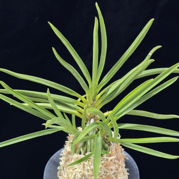 천심 天心 Tenshin