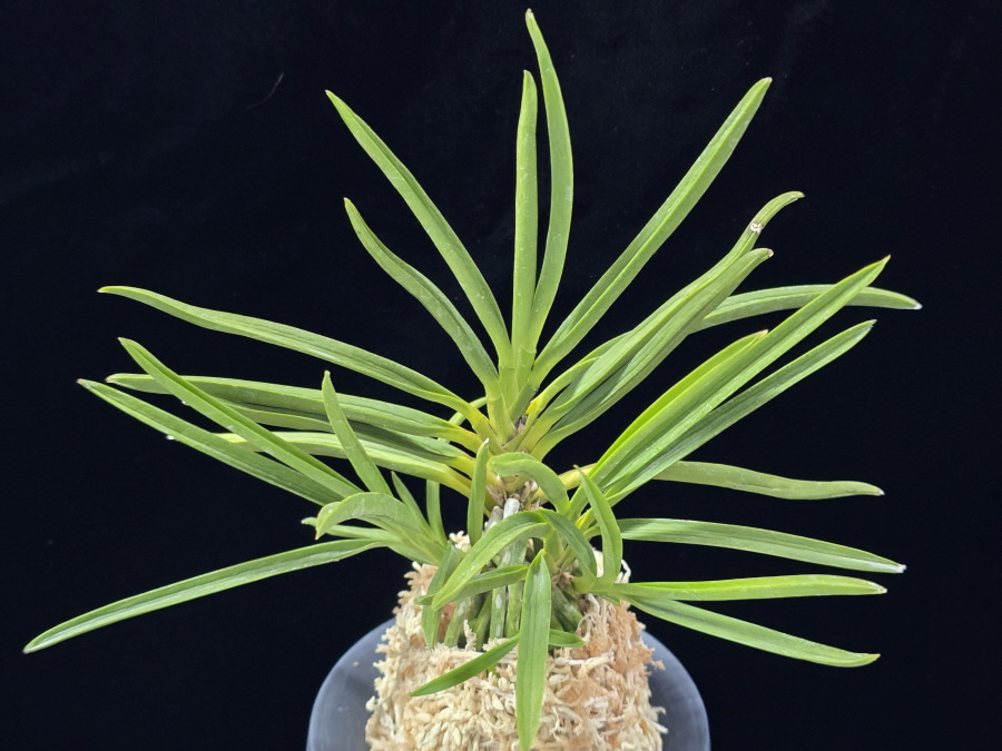 천심 天心 Tenshin 천심 天心 Tenshin