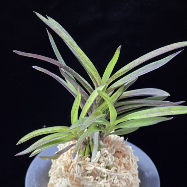 청죽 靑竹 Cheongjuk