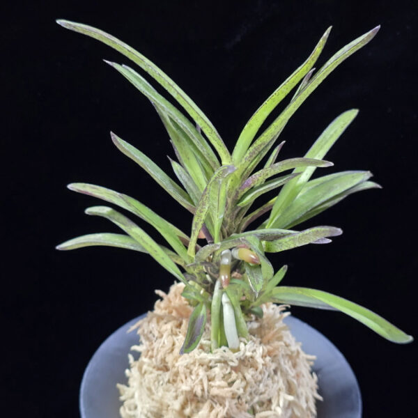 청죽 靑竹 Cheongjuk