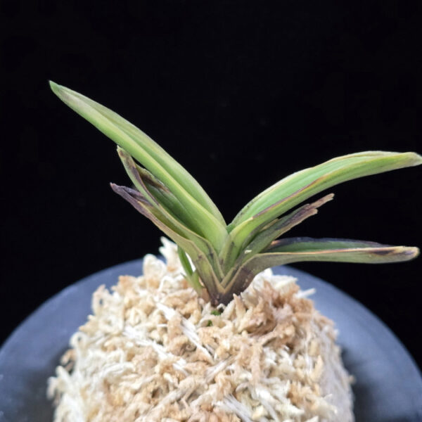 설현 雪玄 Seolhyeon