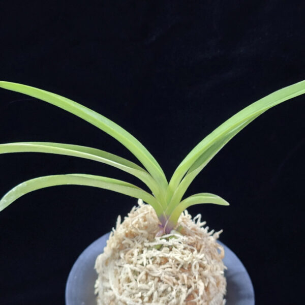 서능금 西凌錦  Seoneunggeum