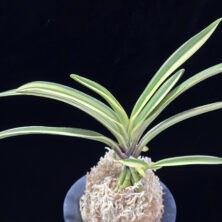 엄미호 奄美縞 Amami Shima