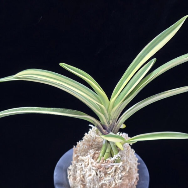 엄미호 奄美縞 Amami Shima