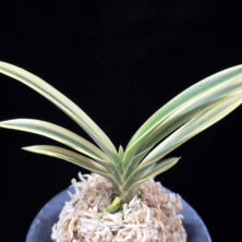 계백 係白 Gyebaek