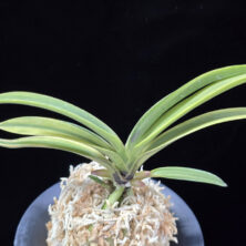 청무관 靑霧冠 Cheongmugwan